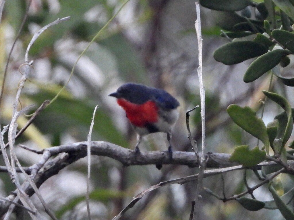 Mistletoebird - ML638171743