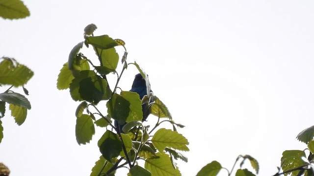Indigo Bunting - ML638171759