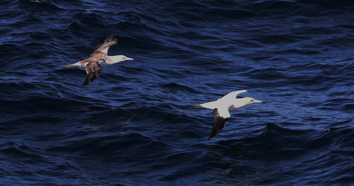 Australasian Gannet - ML638171763