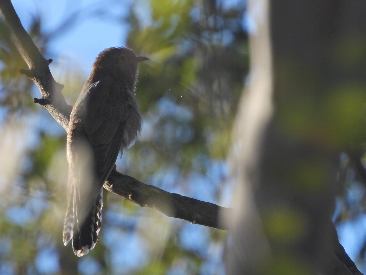 Fan-tailed Cuckoo - ML638171767