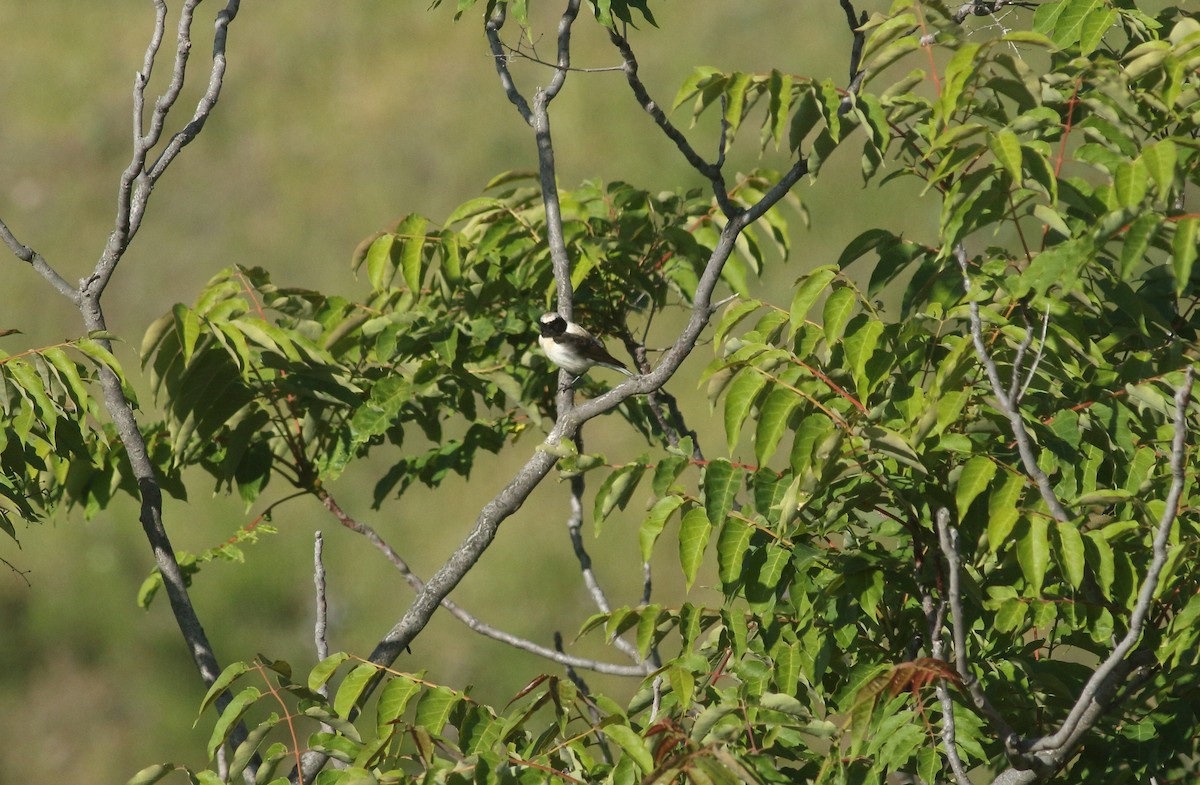 Eastern Black-eared Wheatear - ML638171822