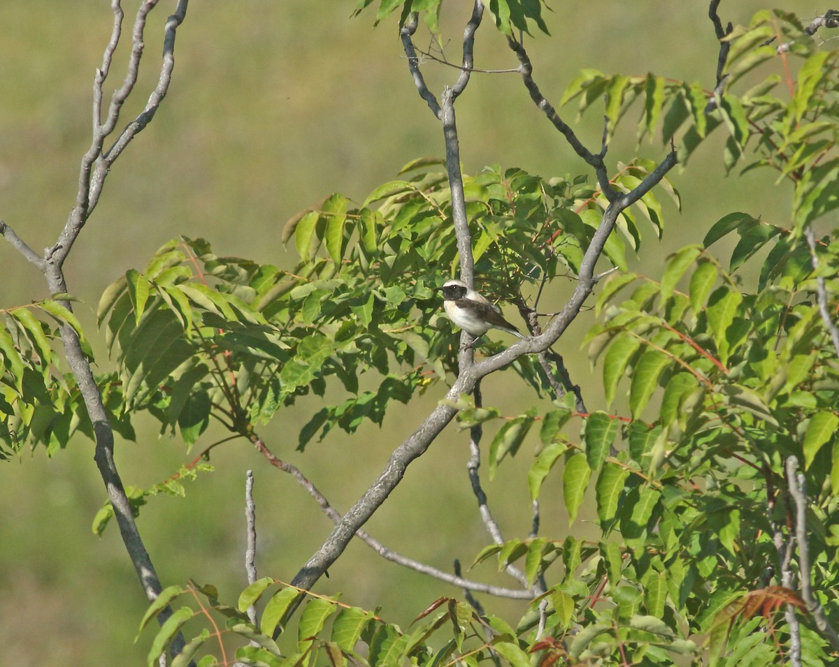 Eastern Black-eared Wheatear - ML638171823