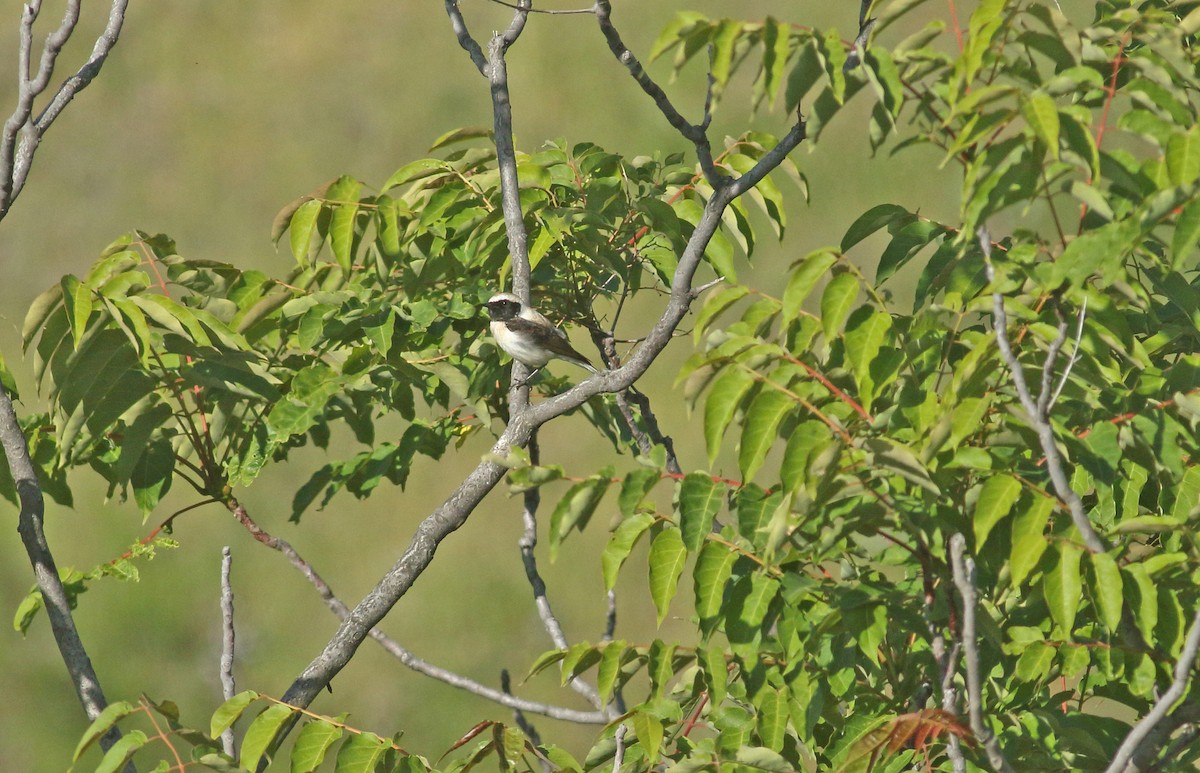 Eastern Black-eared Wheatear - ML638171824