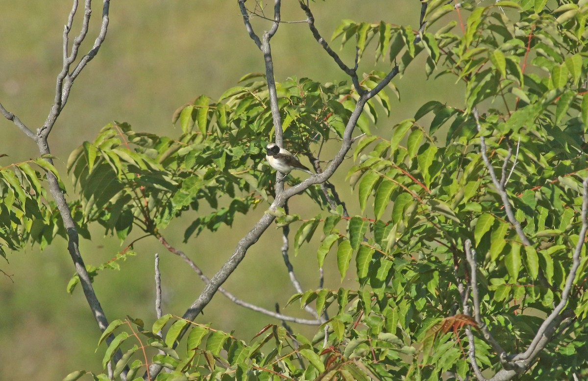 Eastern Black-eared Wheatear - ML638171825