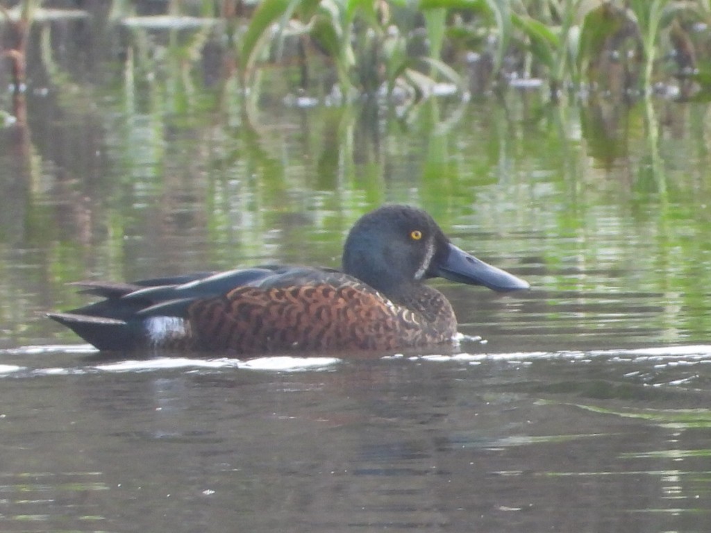 Australasian Shoveler - ML638171827