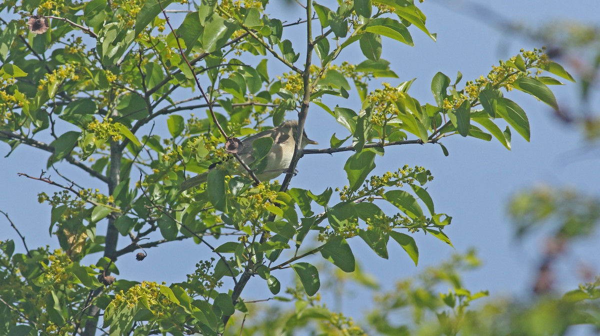 Eastern Olivaceous Warbler - ML638171830