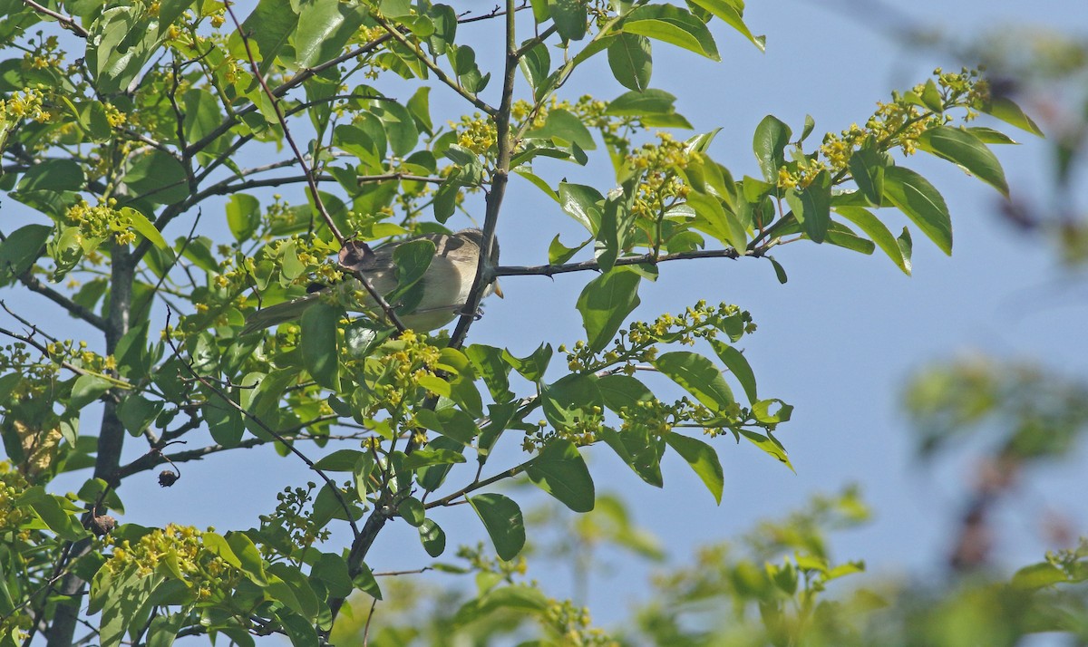 Eastern Olivaceous Warbler - ML638171831