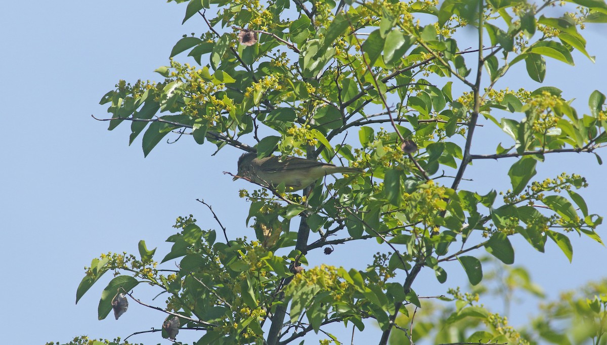 Eastern Olivaceous Warbler - ML638171832