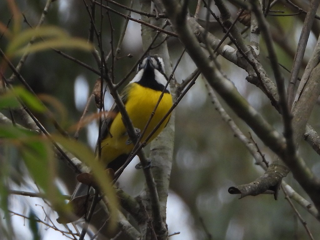Eastern Shrike-tit - ML638171895