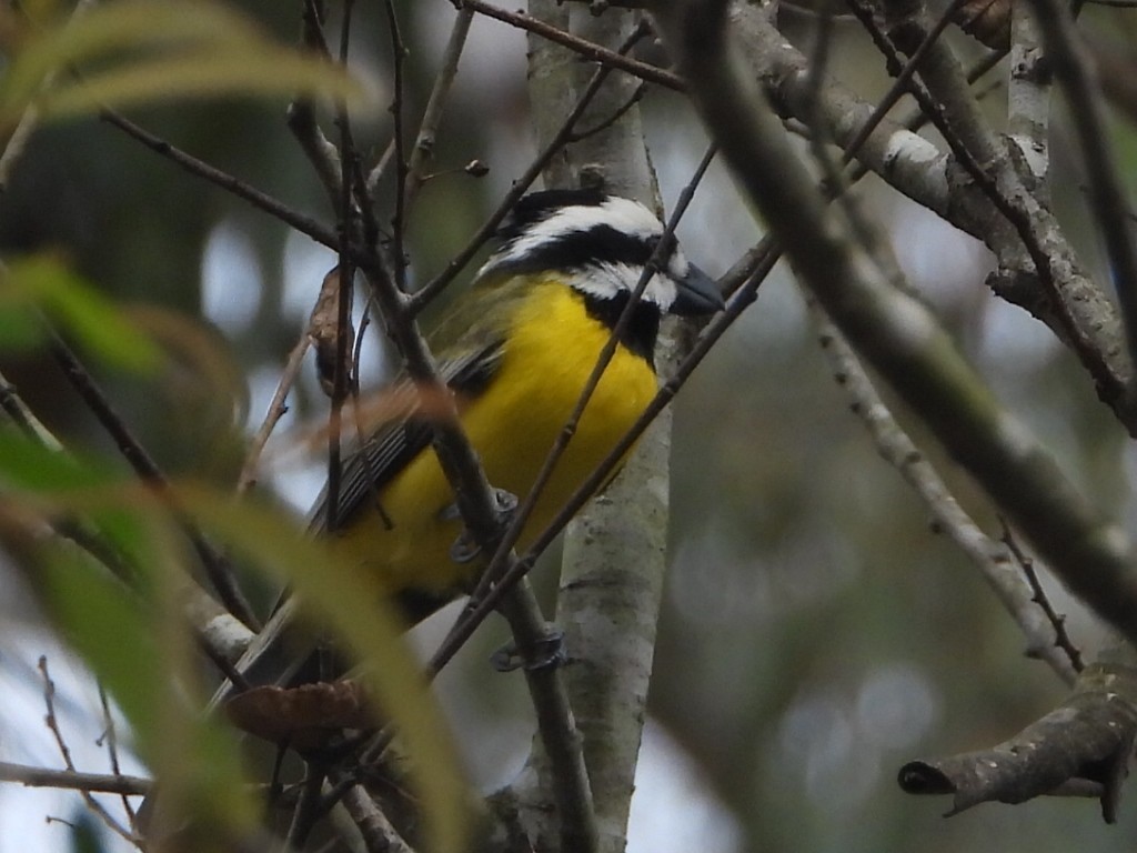 Eastern Shrike-tit - ML638171896