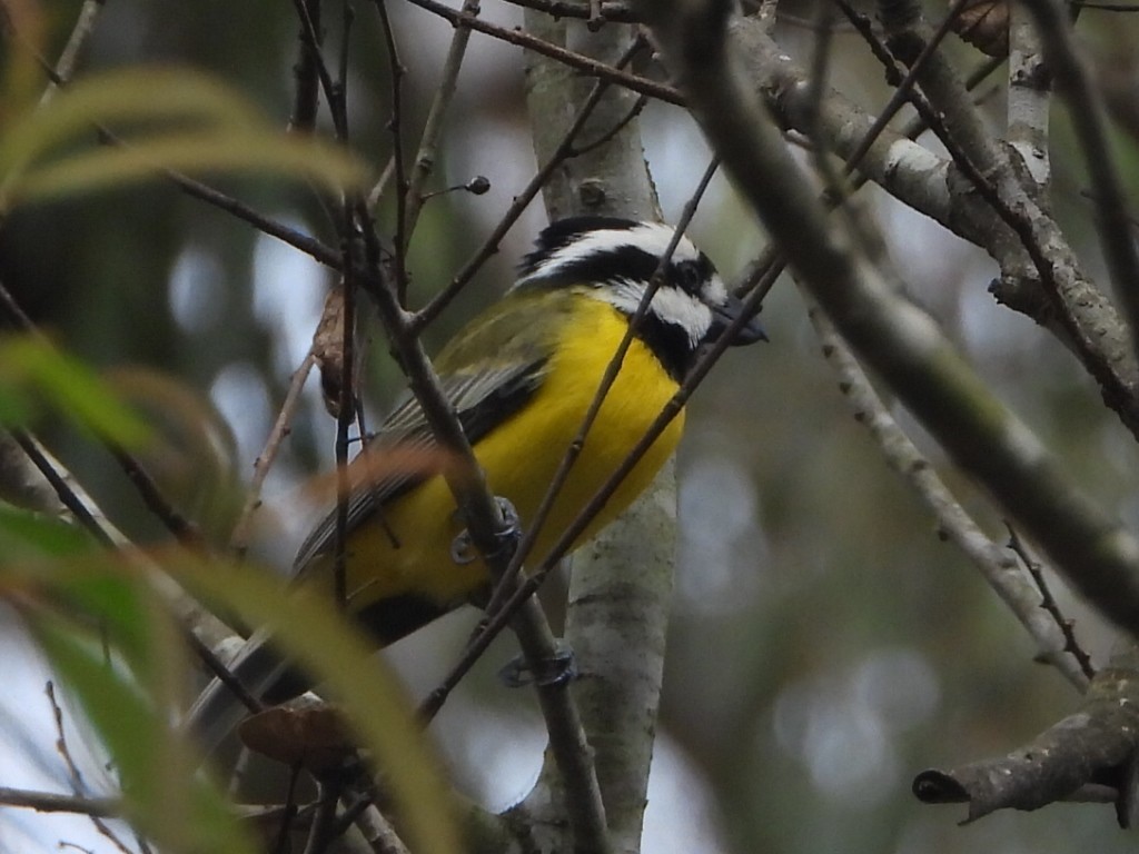 Eastern Shrike-tit - ML638171897