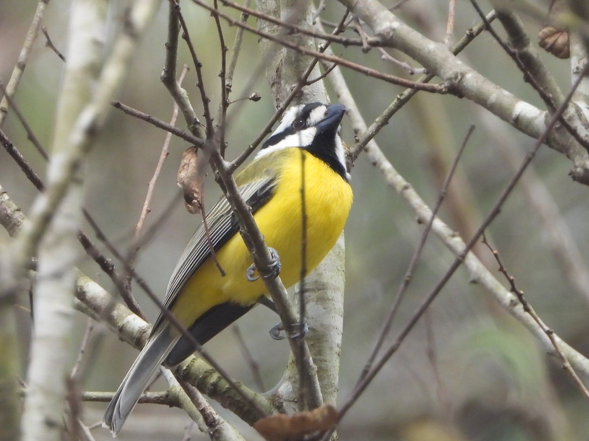 Eastern Shrike-tit - ML638171898