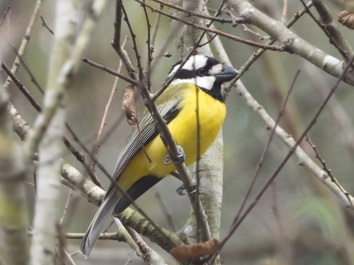 Eastern Shrike-tit - ML638171899
