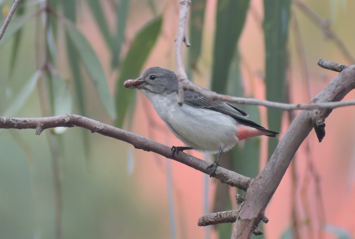 Mistletoebird (Australian) - ML638171918