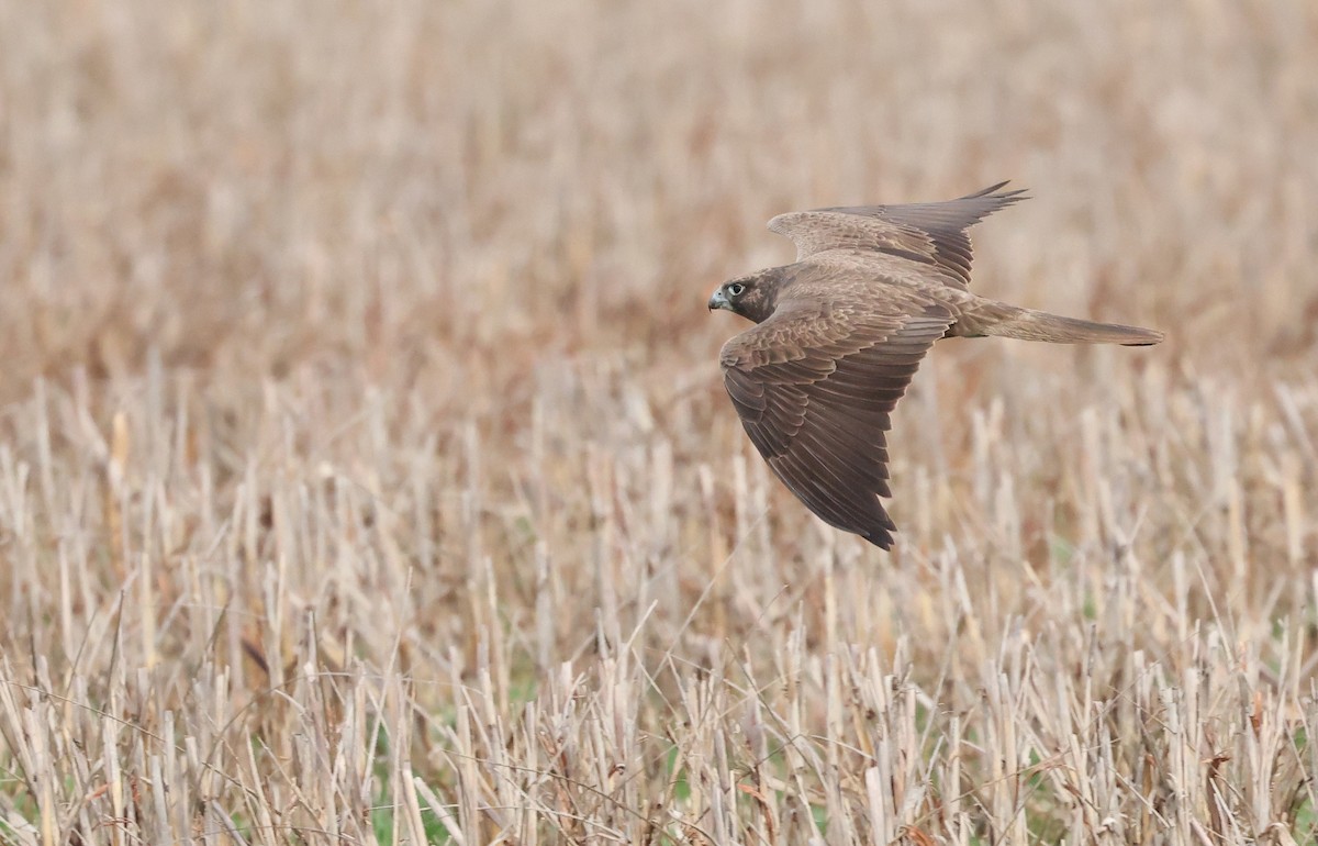 Black Falcon - ML638171955
