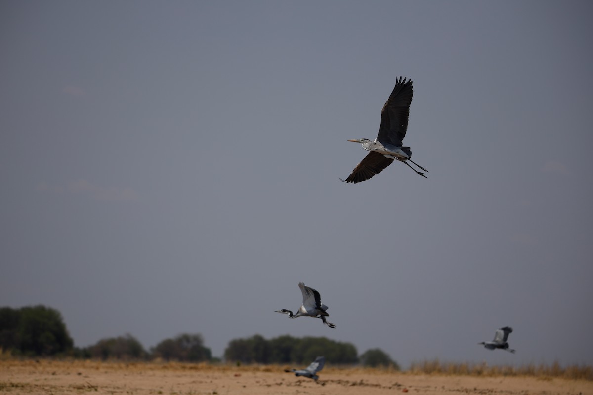 Black-headed Heron - ML638171979