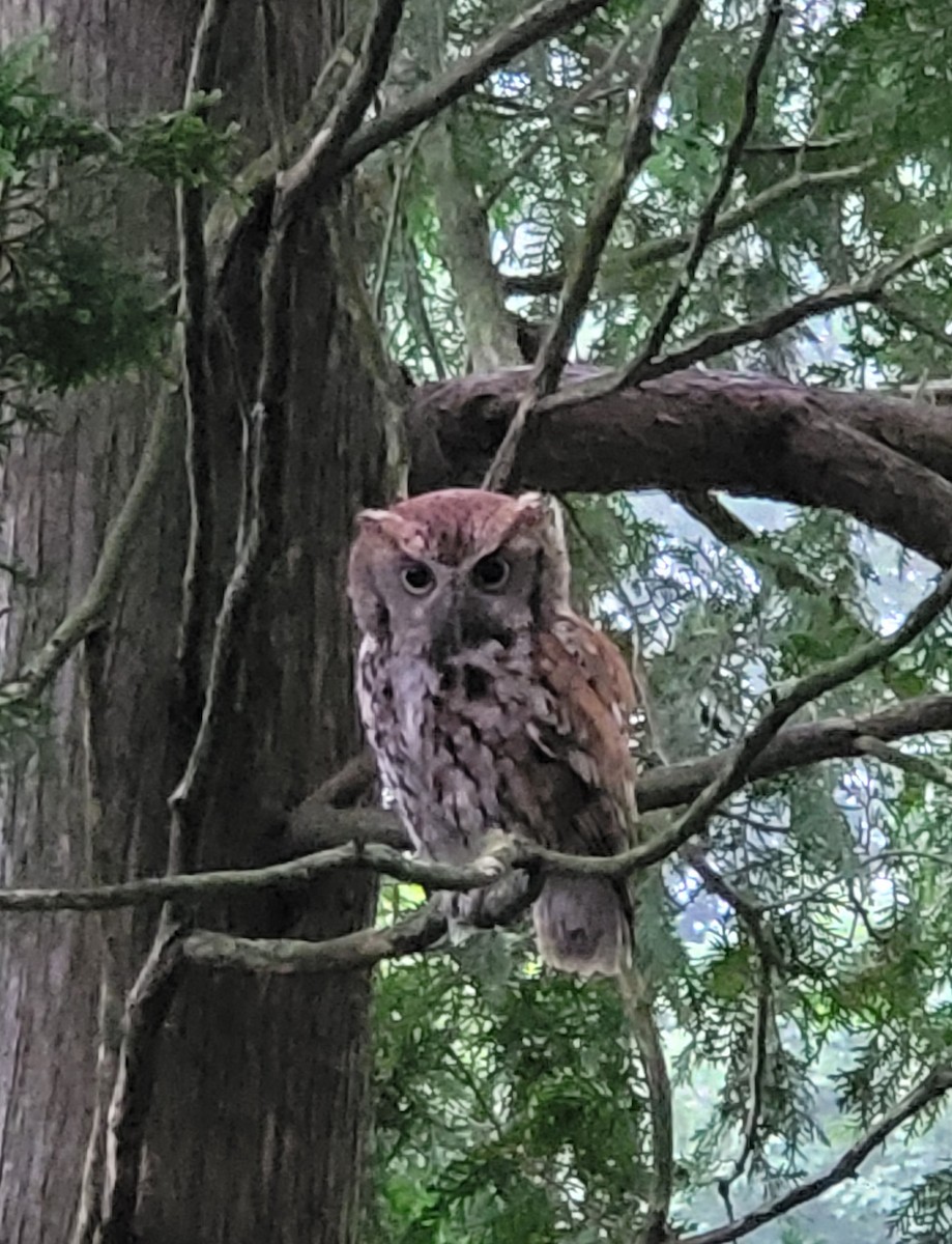 Eastern Screech-Owl - ML638171988