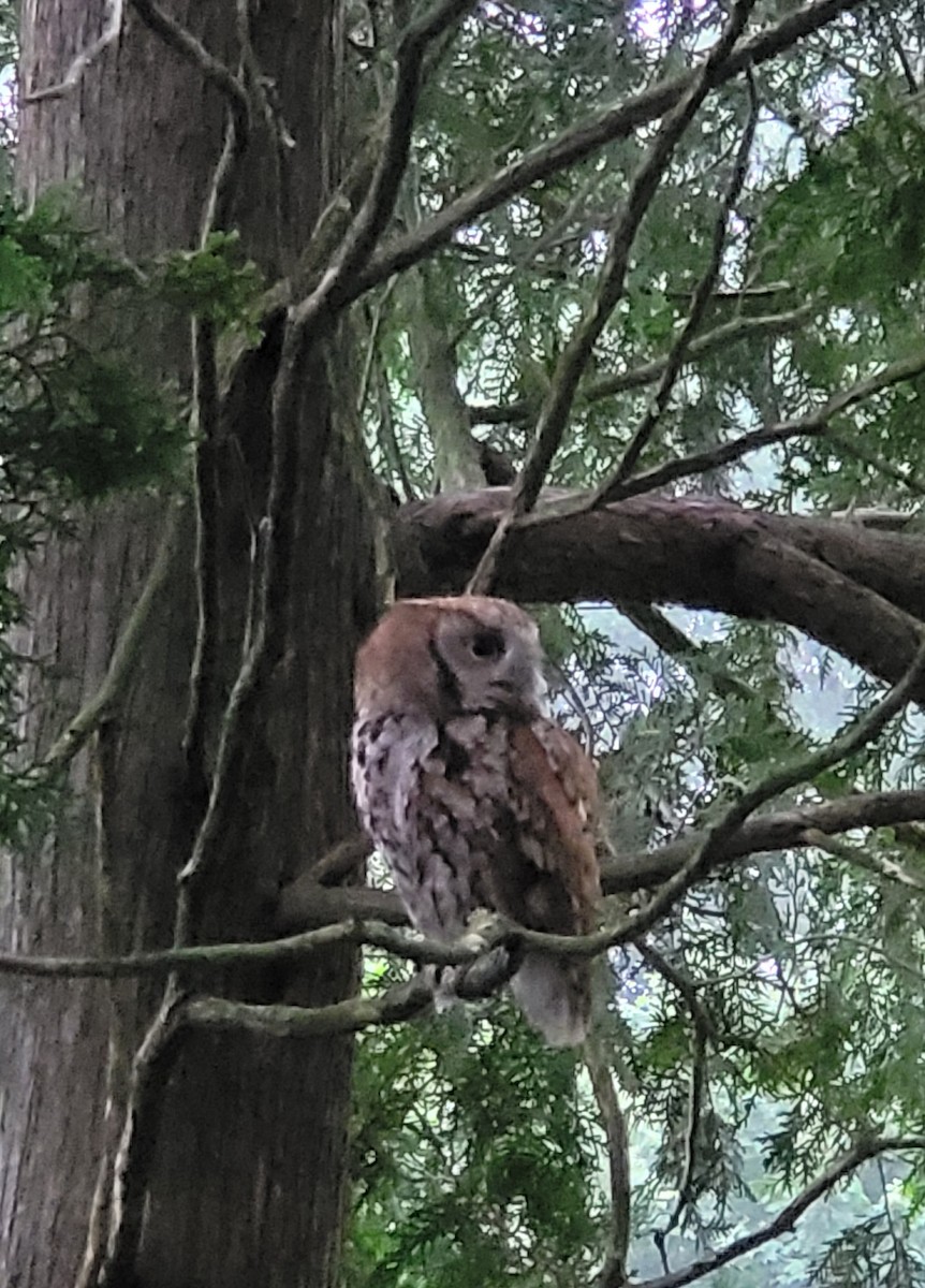Eastern Screech-Owl - ML638171990