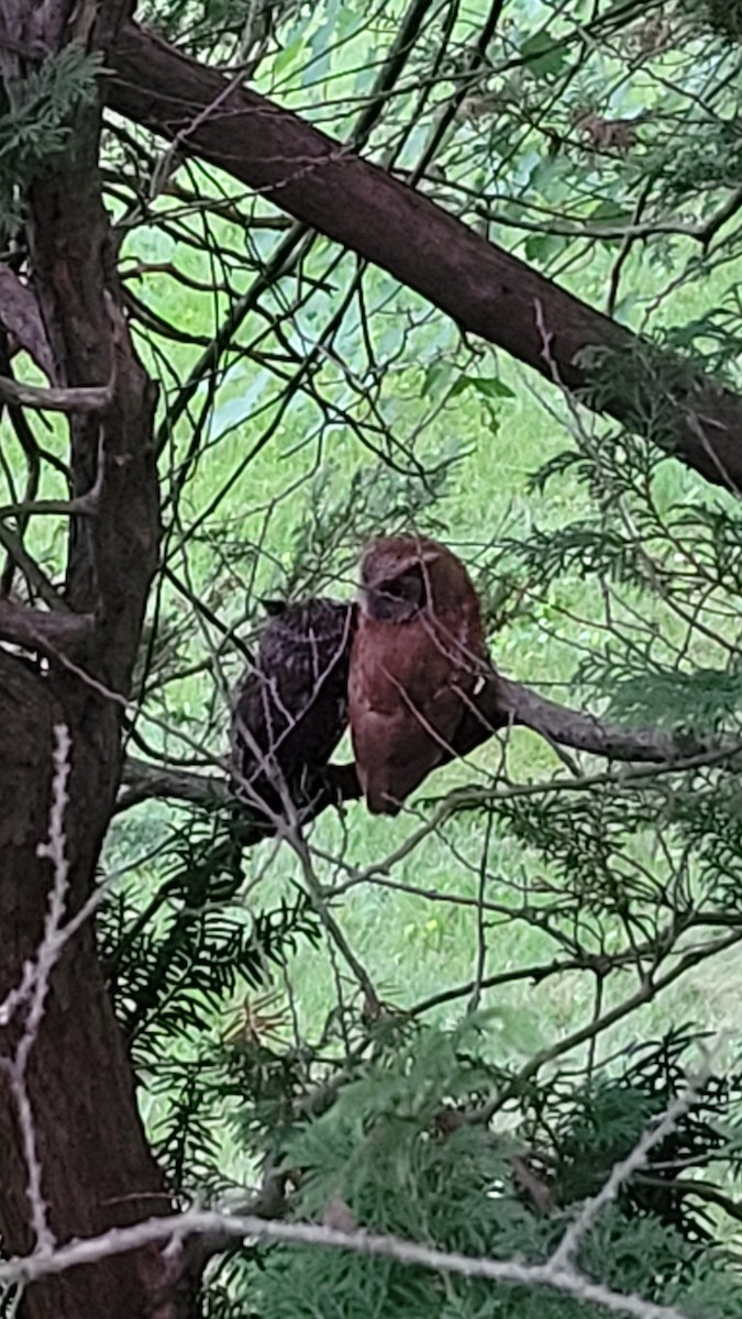 Eastern Screech-Owl - ML638171991