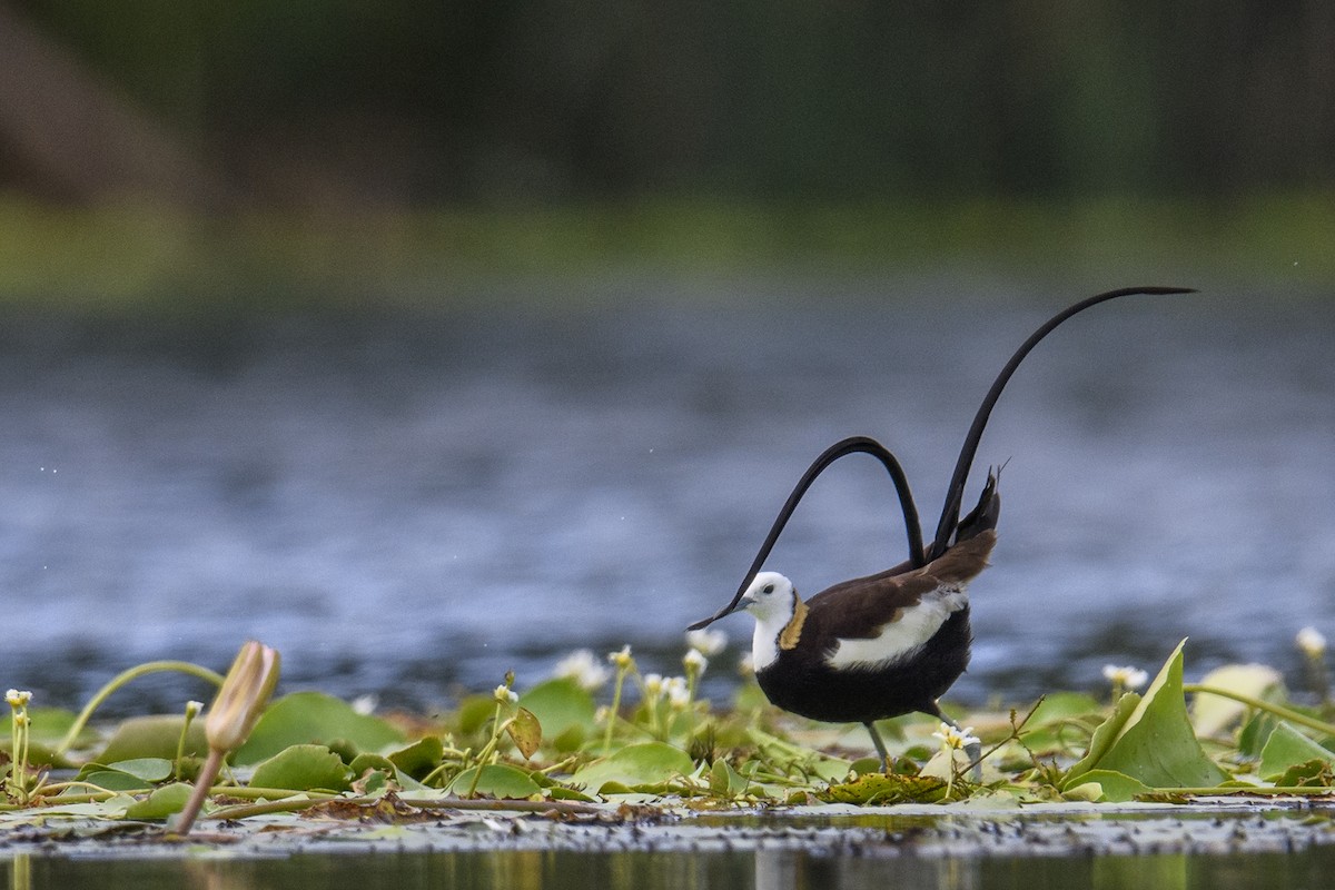 Pheasant-tailed Jacana - ML638171992