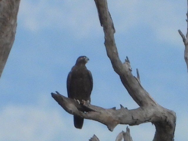 Black Falcon - ML638171999