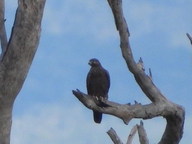 Black Falcon - ML638172000