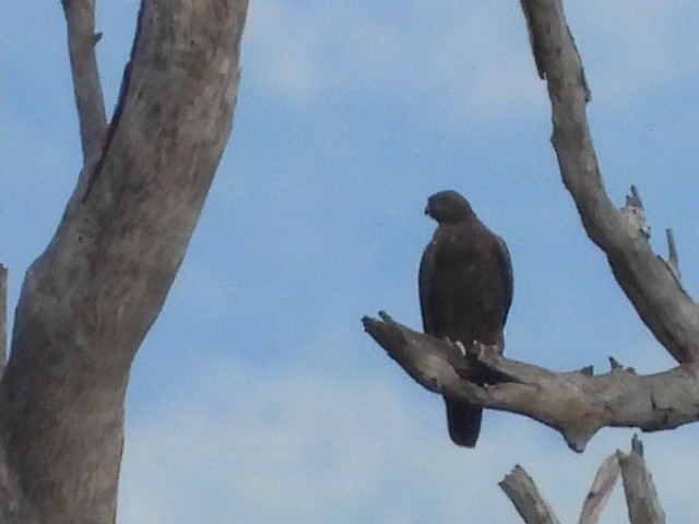 Black Falcon - ML638172001