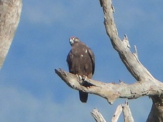Black Falcon - ML638172002