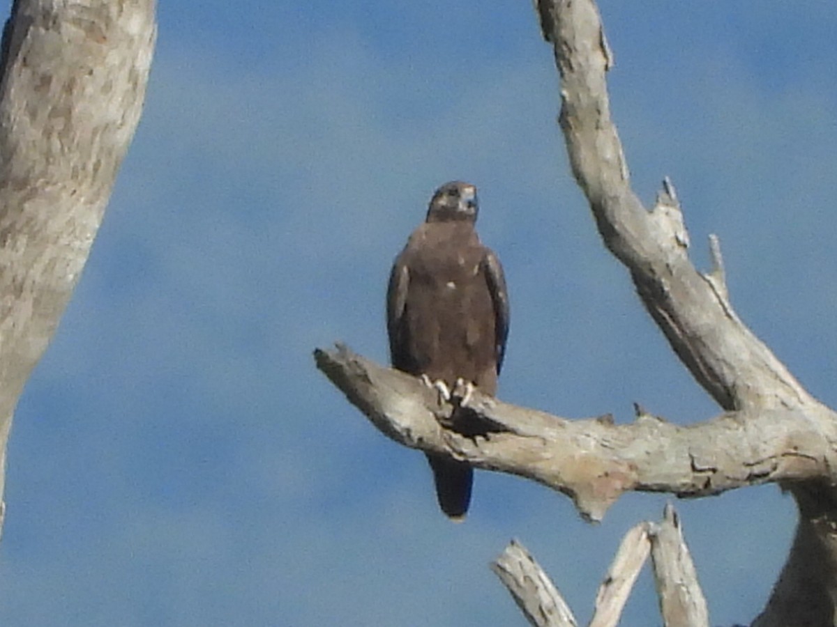 Black Falcon - ML638172003