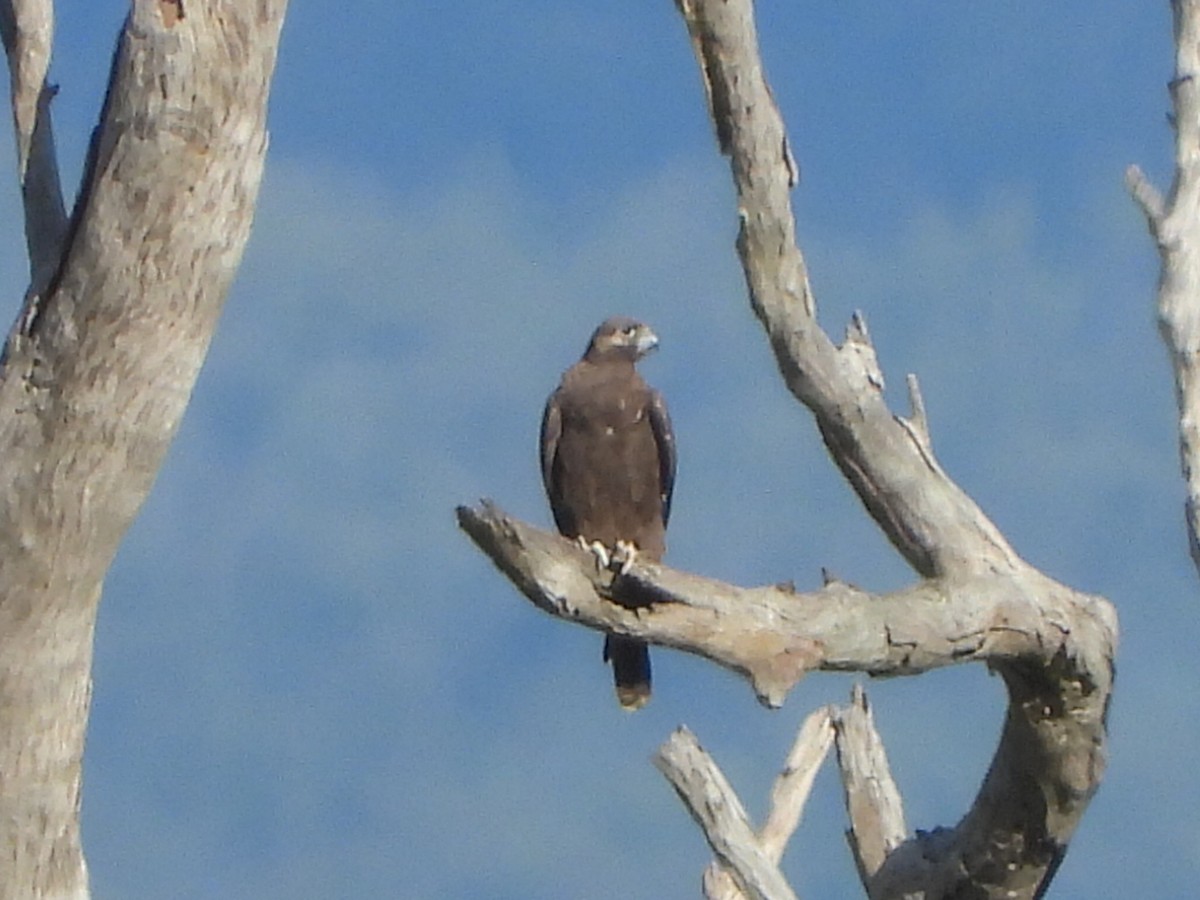 Black Falcon - ML638172004