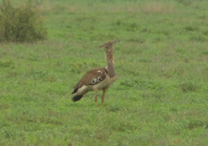 Kori Bustard - ML638172005