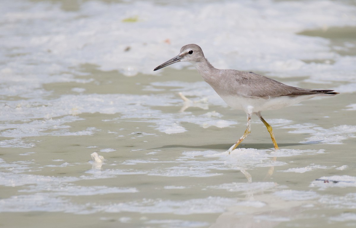 Gray-tailed Tattler - ML638172008