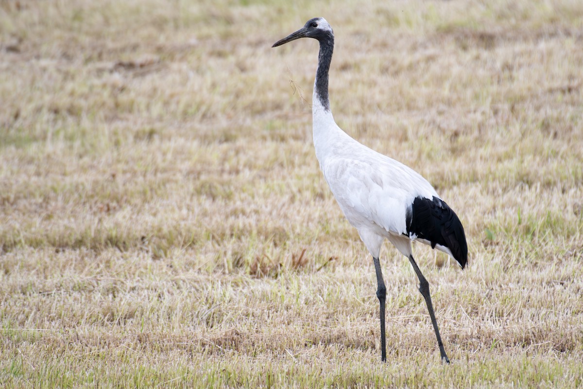 Red-crowned Crane - ML638172011