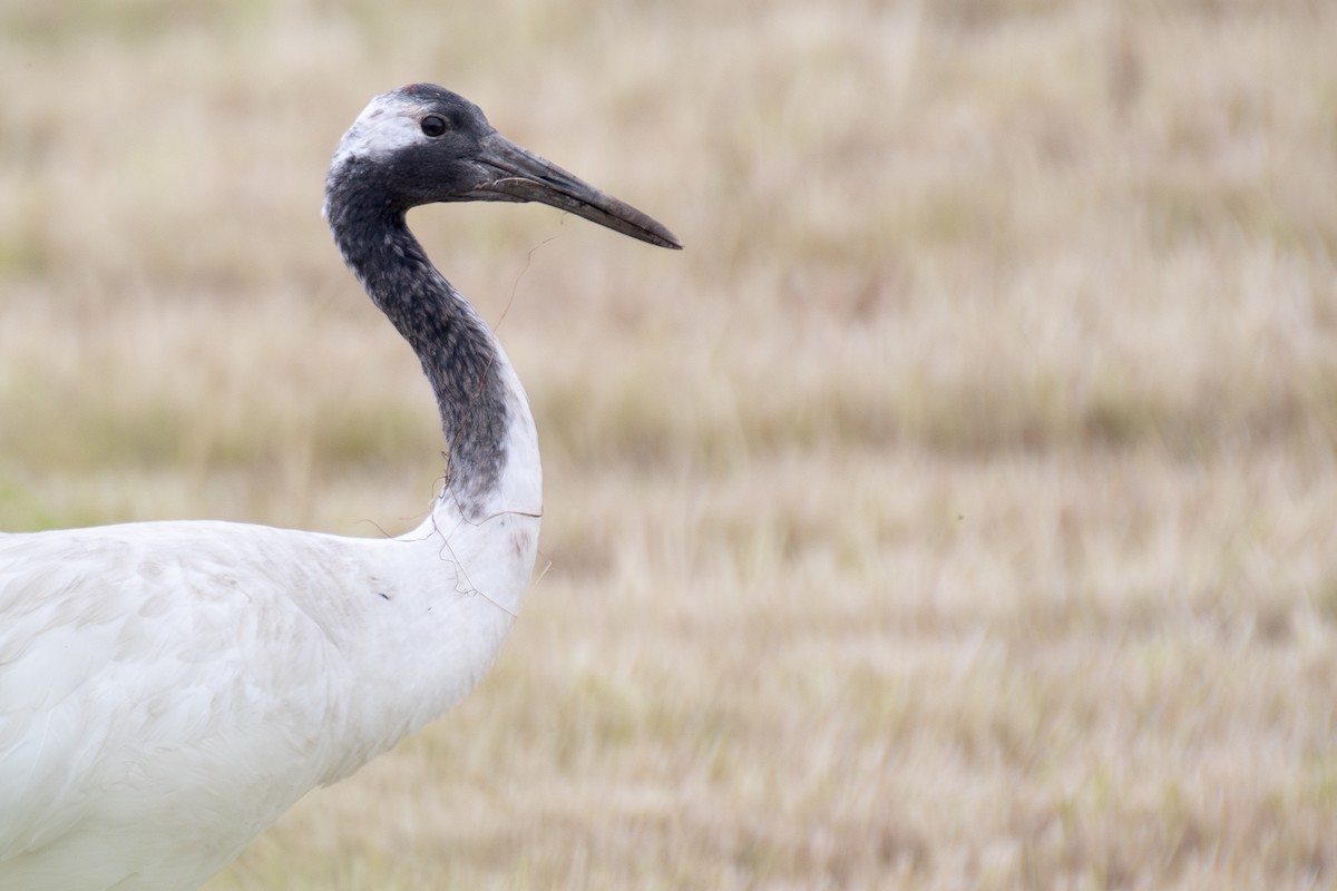 Red-crowned Crane - ML638172022