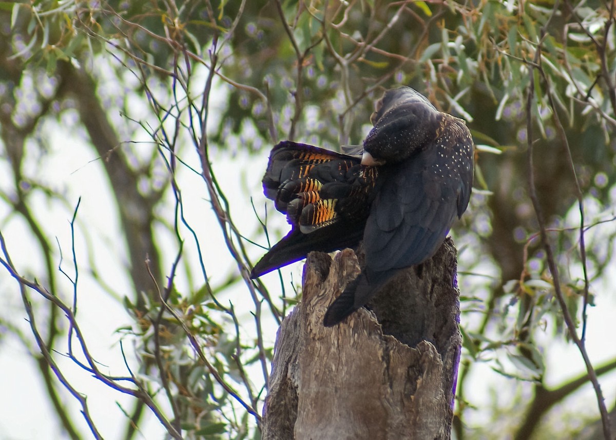 Red-tailed Black-Cockatoo - ML638172026