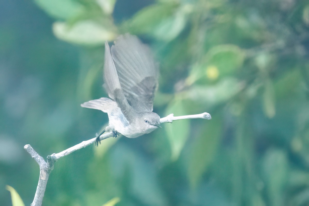 Dusky Gerygone - ML638172033