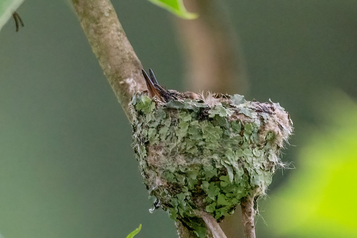 kalypta rubínohrdlá - ML638172042