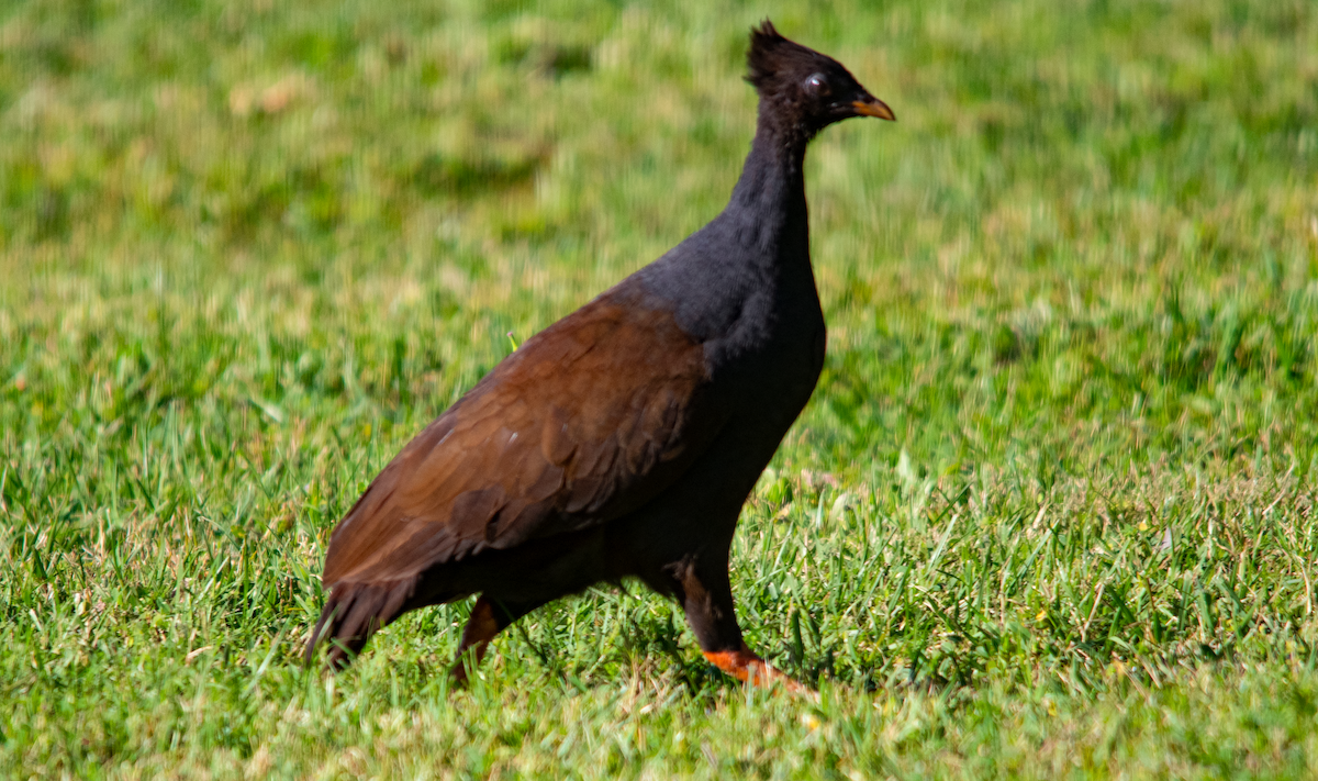 Orange-footed Megapode - ML638172054