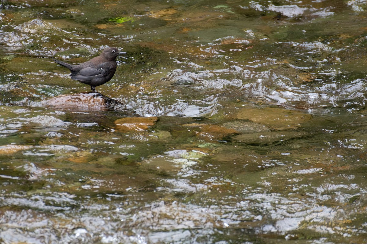 Brown Dipper - ML638172062