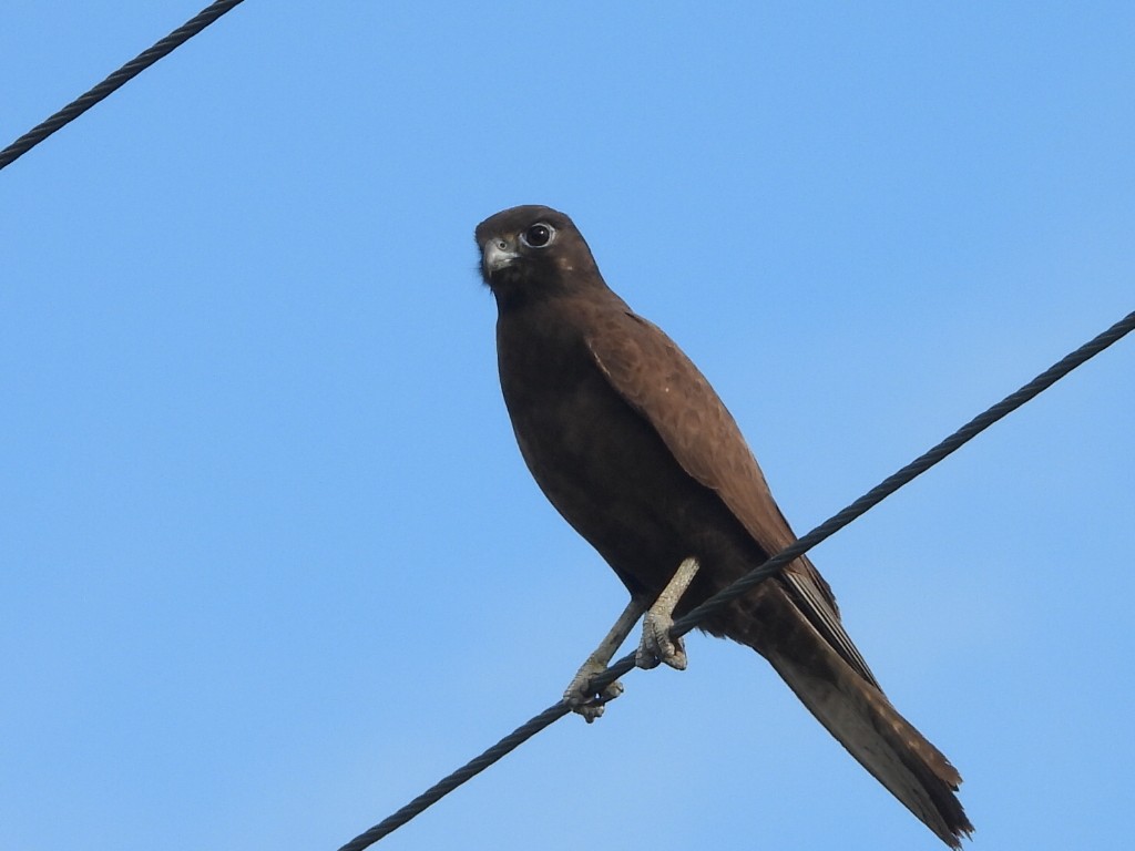 Brown Falcon - ML638172066