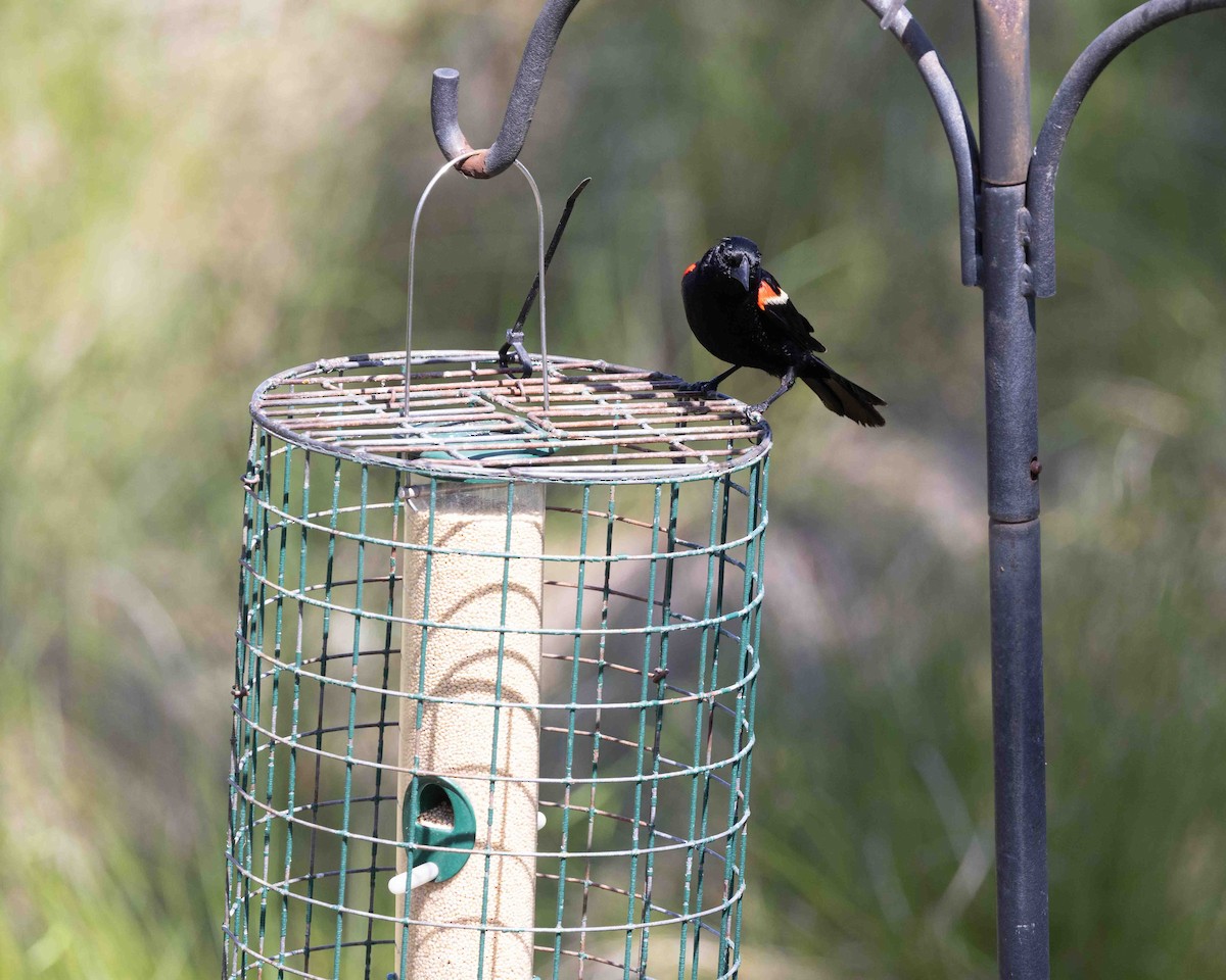 Red-winged Blackbird - ML638172083