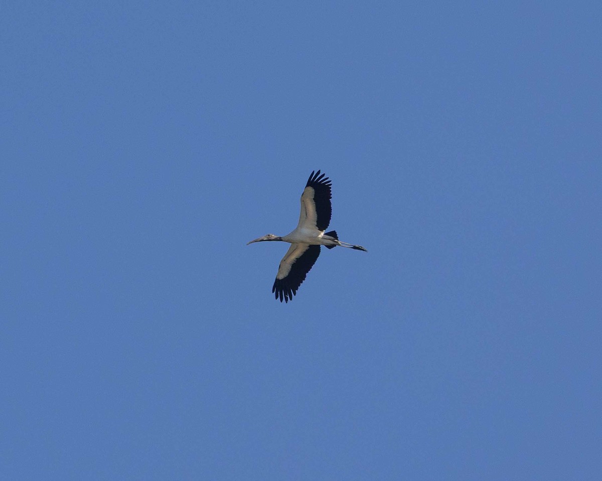 Wood Stork - ML638172089