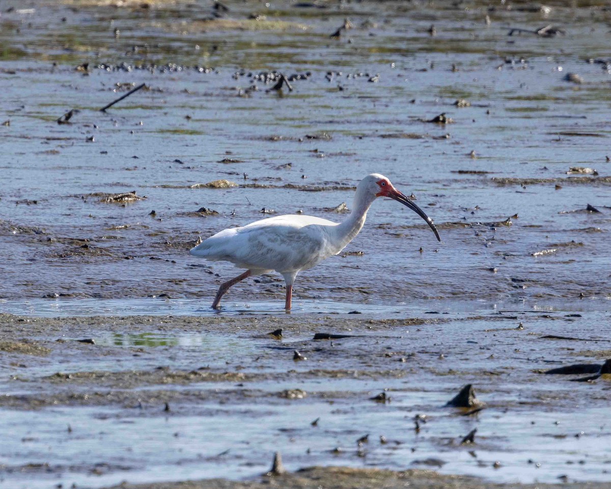 White Ibis - ML638172111