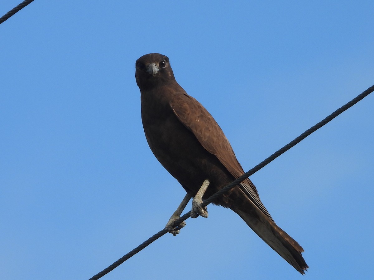 Brown Falcon - ML638172114
