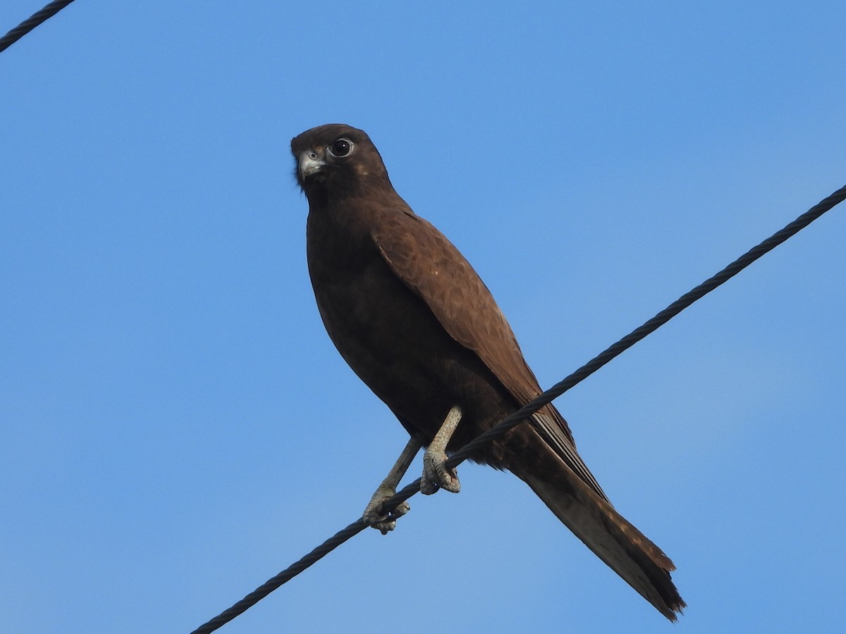 Brown Falcon - ML638172115