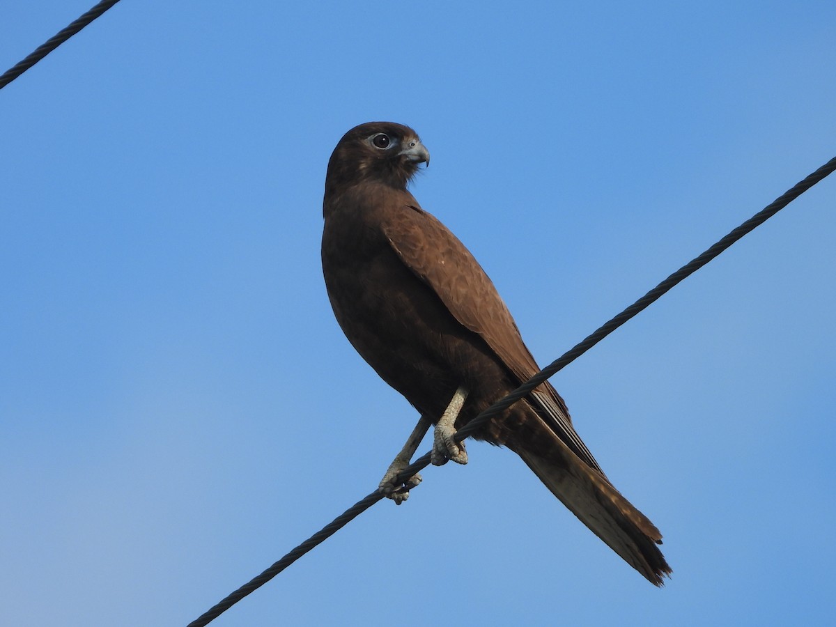 Brown Falcon - ML638172116