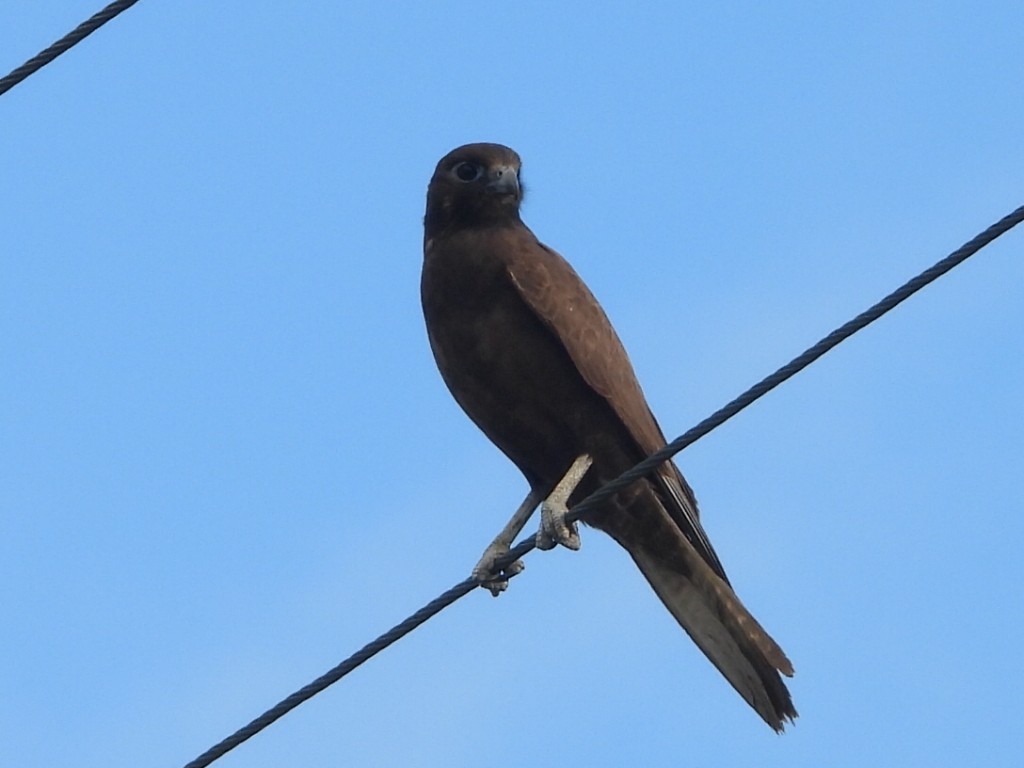 Brown Falcon - ML638172117