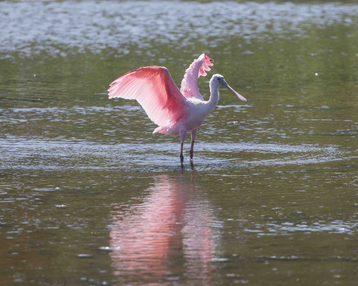 Roseate Spoonbill - ML638172120