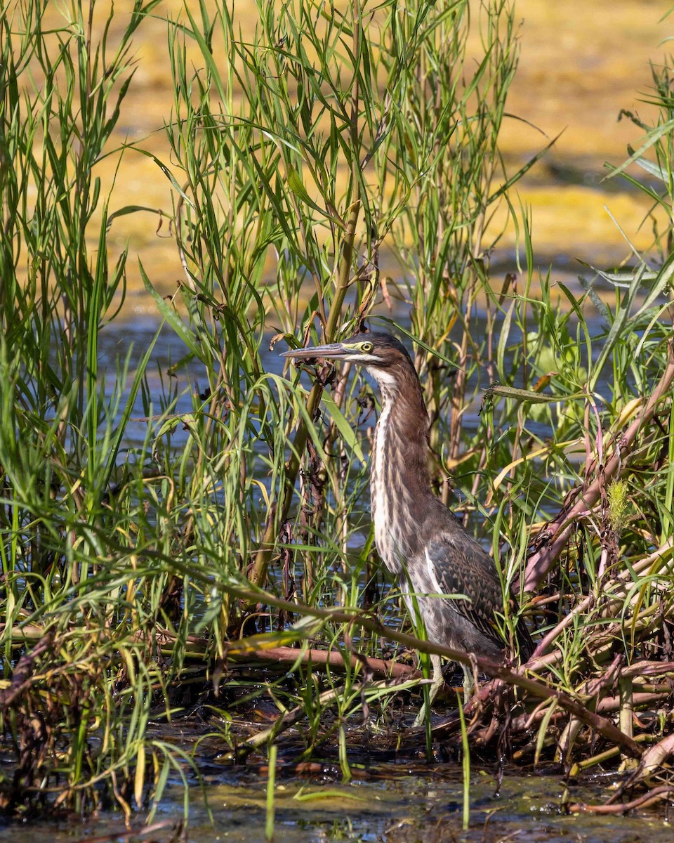Green Heron - ML638172121