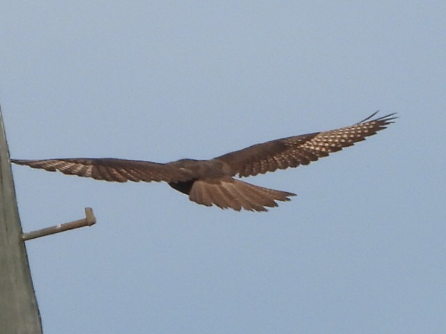 Brown Falcon - ML638172144